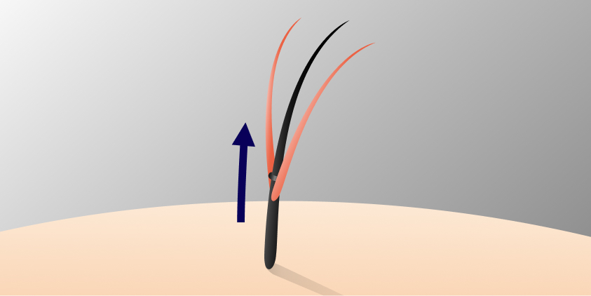 地毛の成長とともにジョイント部が上昇